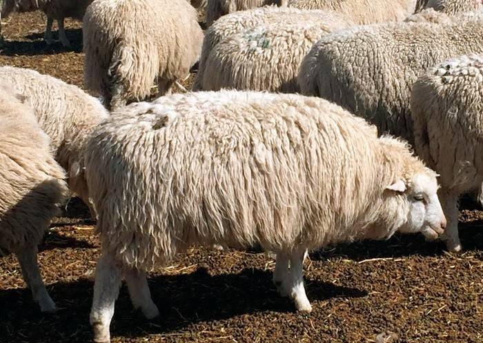 Овца - 105 фото различных пород овец с подробным описанием!