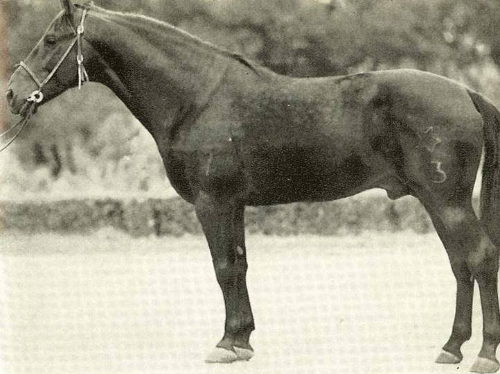 Карачаевская лошадь