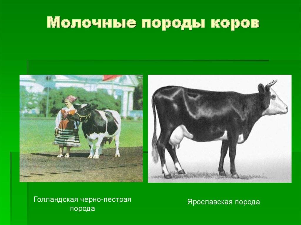 Коровы молочной породы