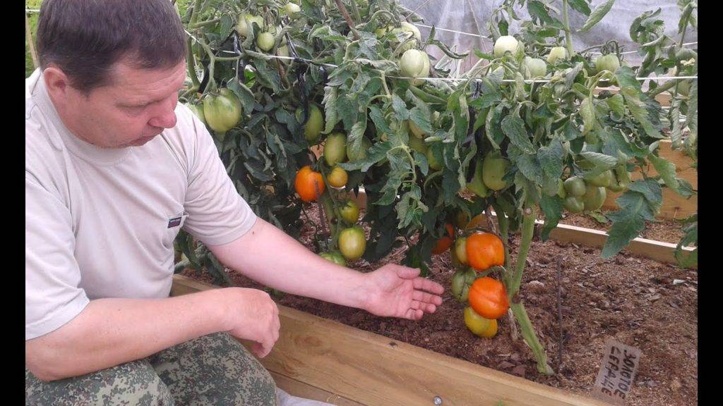 Как выращивать томат Золотое сердце?