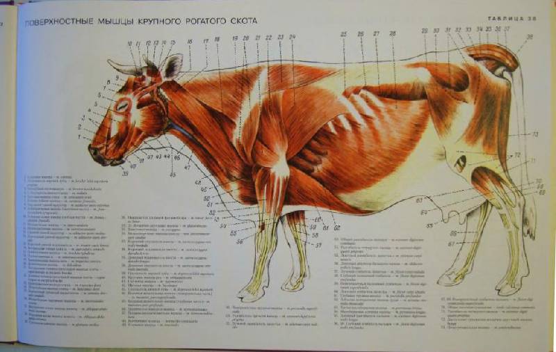 Анатомия коровы