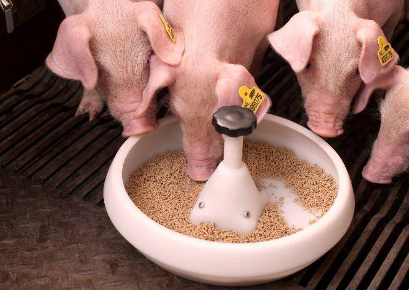 Как и чем кормить свиней? виды кормов, режим питания, фото — ботаничка.ru