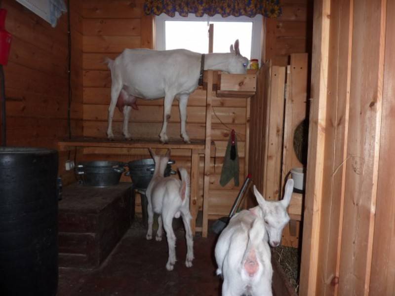 Сарай для коз своими руками: пошаговые инструкции, обустройство, утепление