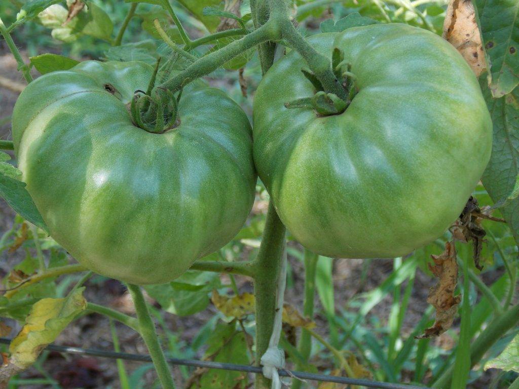 Описание и характеристика томата сорта «хлебосольный»: фото, видео + отзывы