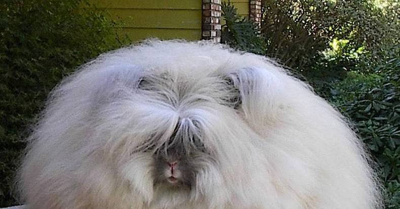 Ангорский декоративный кролик: описание породы и фото, уход и содержание в домашних условиях, чем кормить