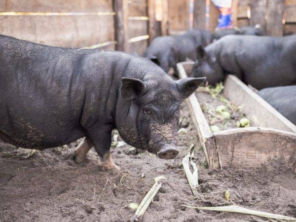 Мясо вьетнамской свиньи — какое оно и чем отличается от обычного