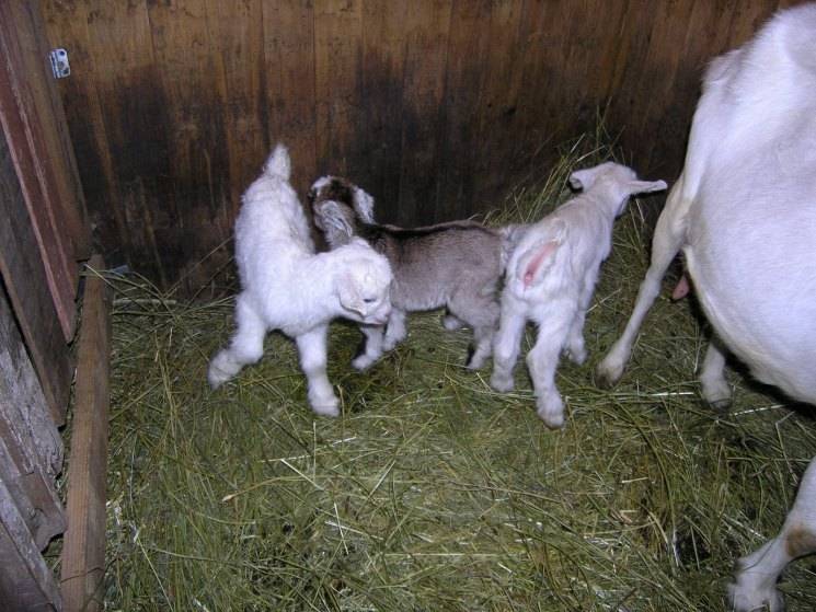 Выращивание и разведение коз в домашних условиях, содержание и уход