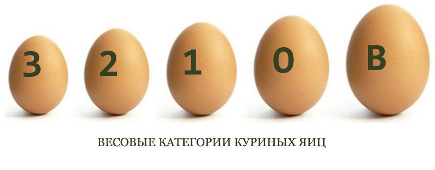Сколько в среднем весит 1 куриное яйцо: описание и категории яиц