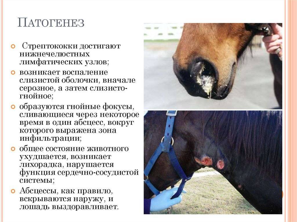 Болезни лошадей: классификация, симптомы и лечение