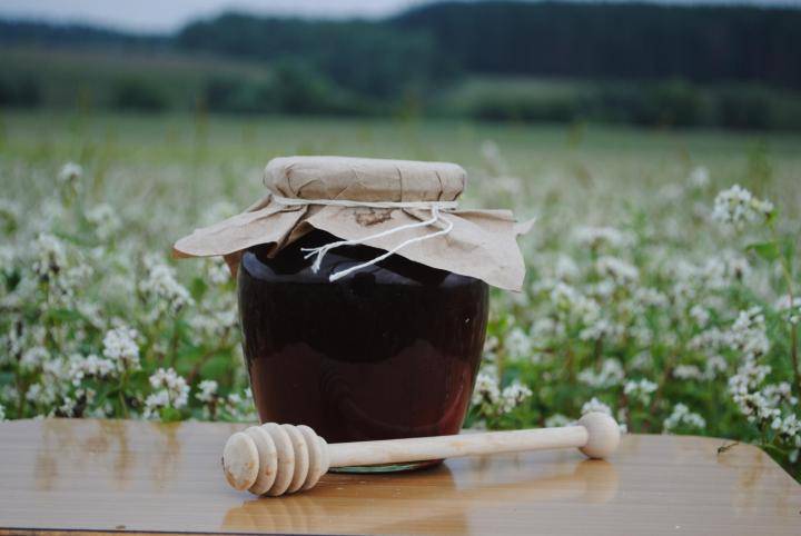 Лесной мед ?: полезные свойства и противопоказания, как качают лесной мед,чем отличается и в чем его польза