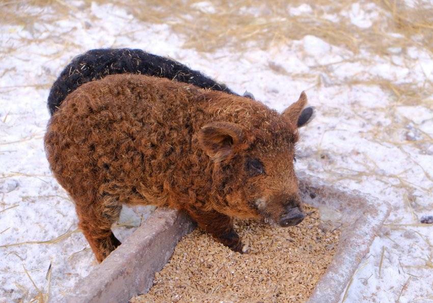 Мангалица: порода свиней, характеристика. венгерская мангалица: содержание и разведение