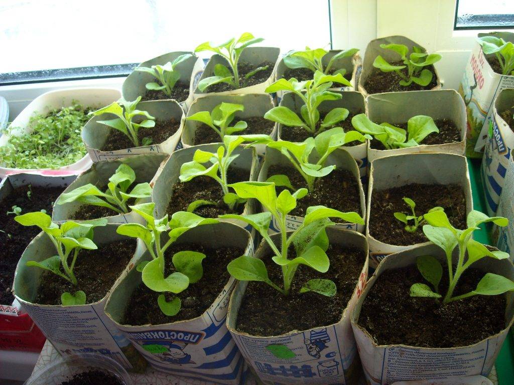 Как заработать на рассаде? выращивание рассады на продажу. выращивание роз как бизнес :: businessman.ru