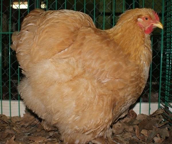 Цыплята кохинхин: фото, особенности породы, каким должен быть вес месячного птенца и что известно о выращивании? selo.guru — интернет портал о сельском хозяйстве