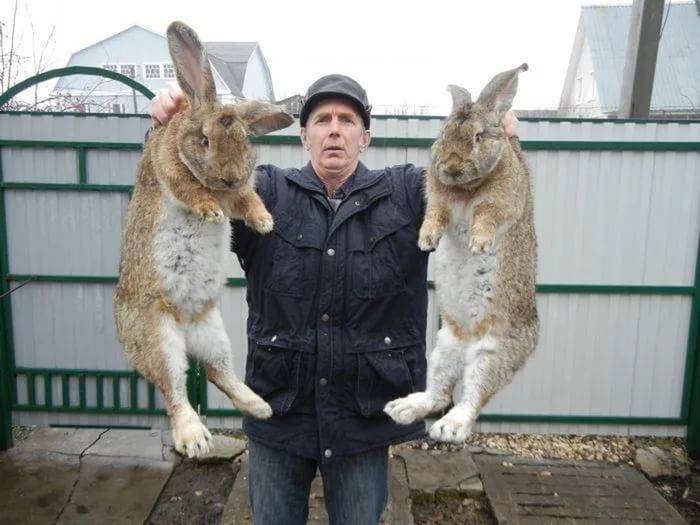 Кролики породы бельгийский великан - фермеры россии