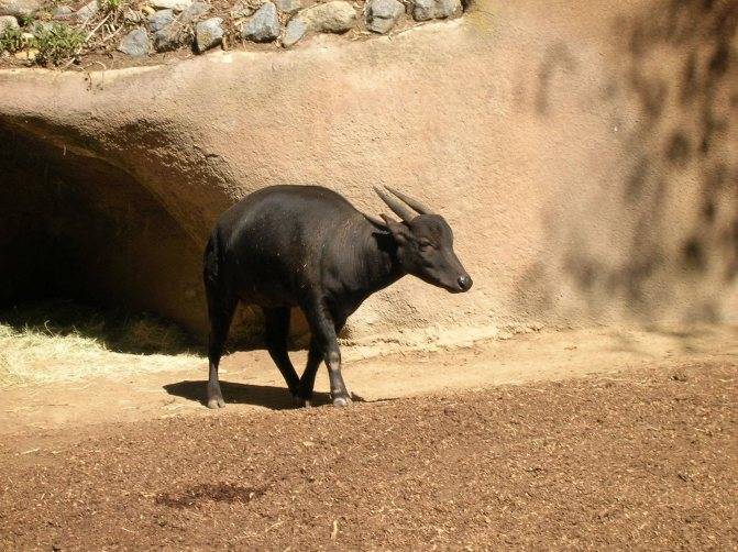 Индийский (водный) и африканский буйволы: внешний вид, среда обитания, использование быков человеком