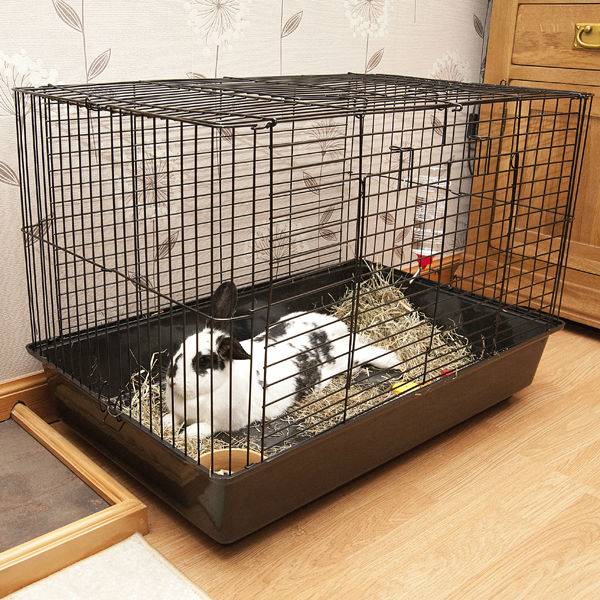 Как ухаживать за карликовым кроликом в домашних условиях