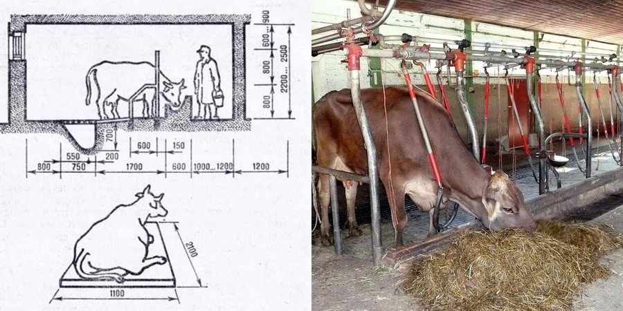 ᐉ как построить сарай (стойло, хлев) для быков своими руками - zooon.ru