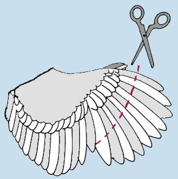 Как обрезать крылья цесаркам: для чего нужно и 2 способа, чтобы не летали