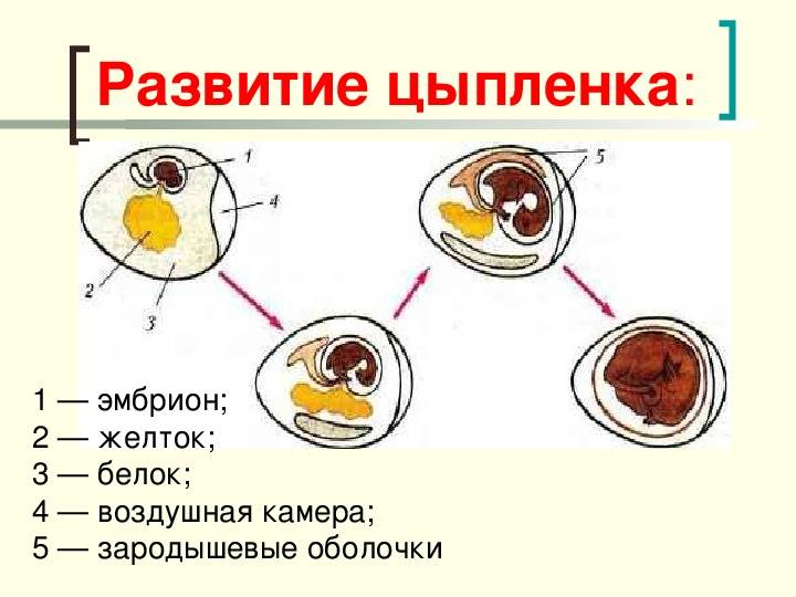Как развивается цыпленок в яйце. стадии развития цыпленка в яйце. что такое овоскопирование
