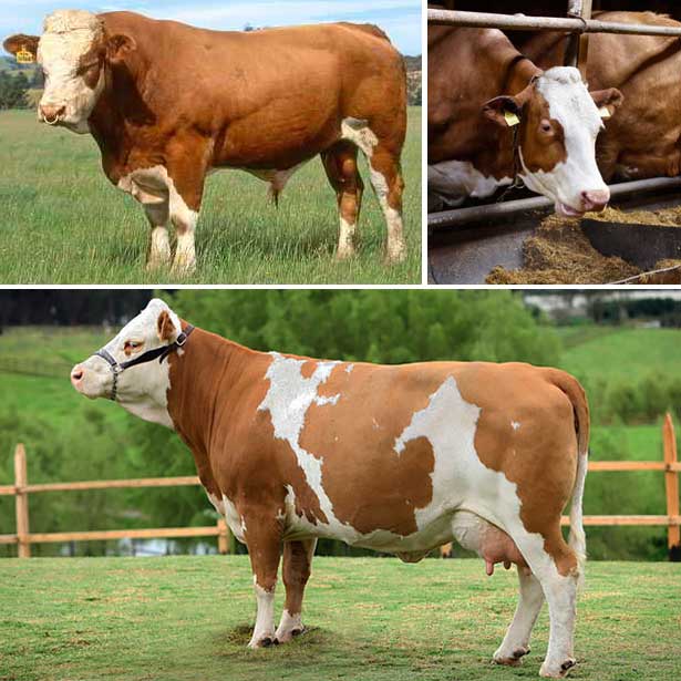 Популярные породы крупного рогатого скота