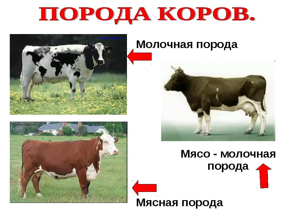 Мясомолочные породы коров: список самых популярных