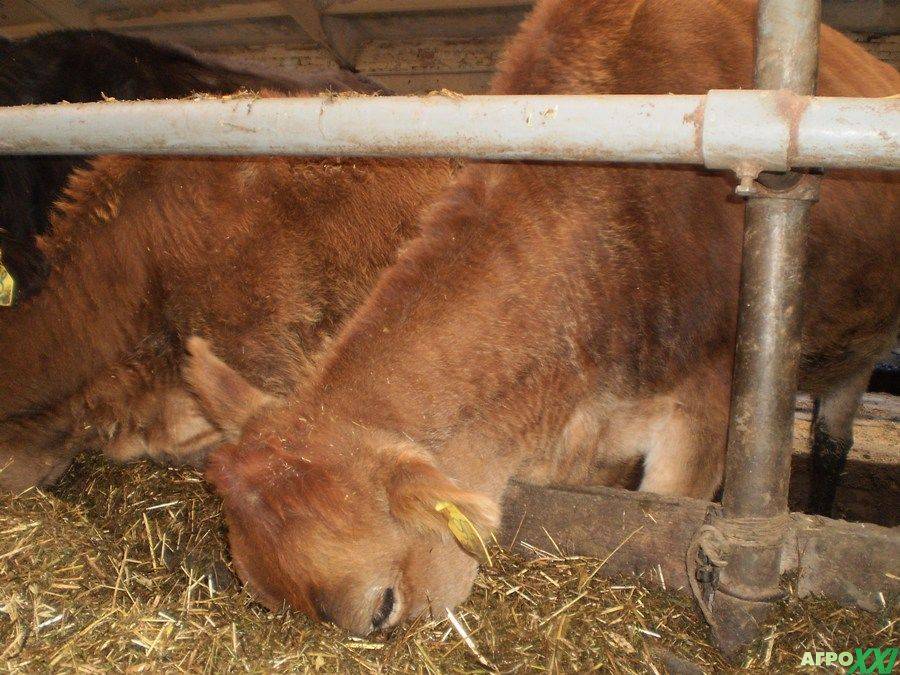 Залёживание беременных коров