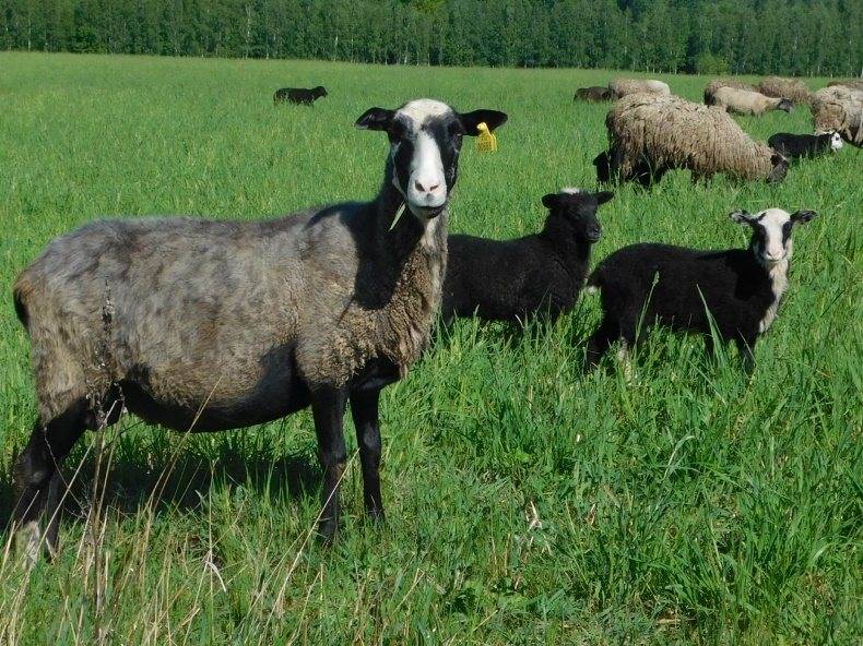 Овцы романовской породы: размножение и содержание. отзывы о романовской породе овец :: syl.ru