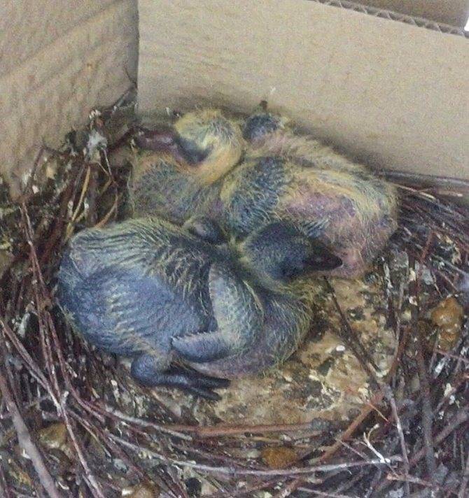 Птенец голубя: как выглядит и растет маленький детеныш, где птицы прячут свое потомство