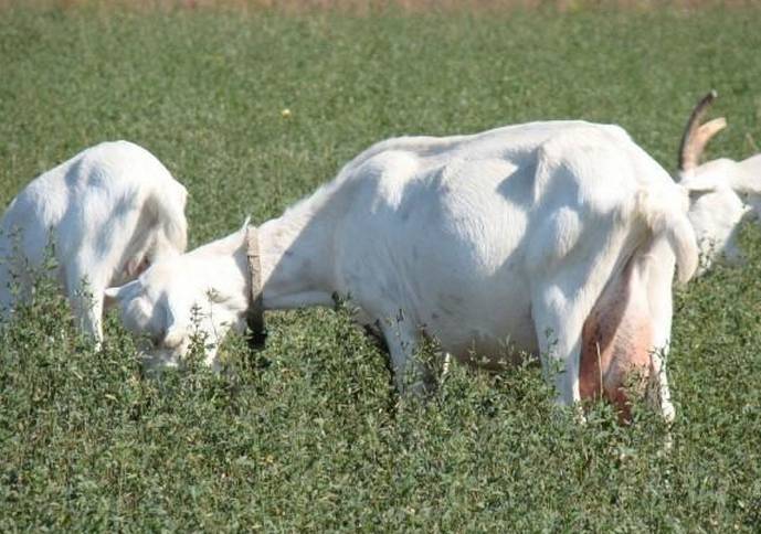 Окот у козы: первые признаки, предродовой уход