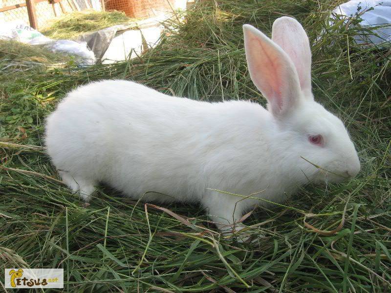 Бройлерная порода кроликов белый паннон