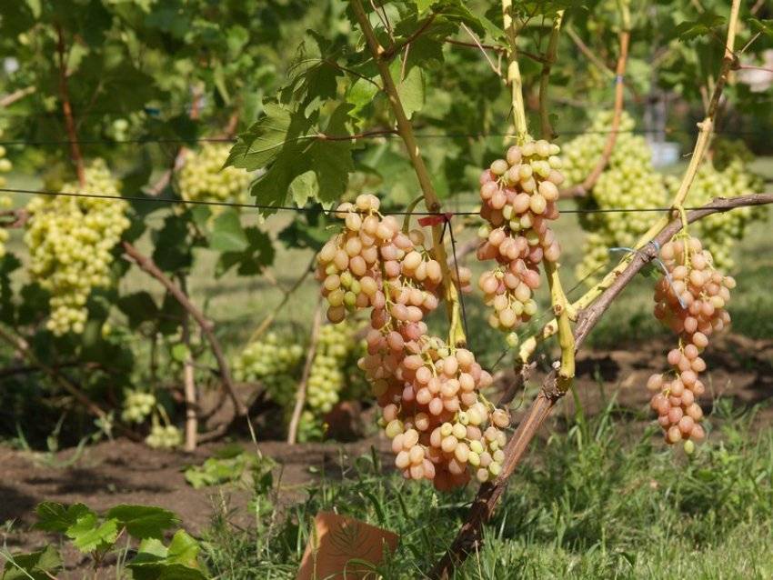 Сорт винограда Ливия: обрезка, посадка и уход