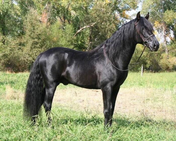 Андалузская порода лошадей: происхождение, описание экстерьера
