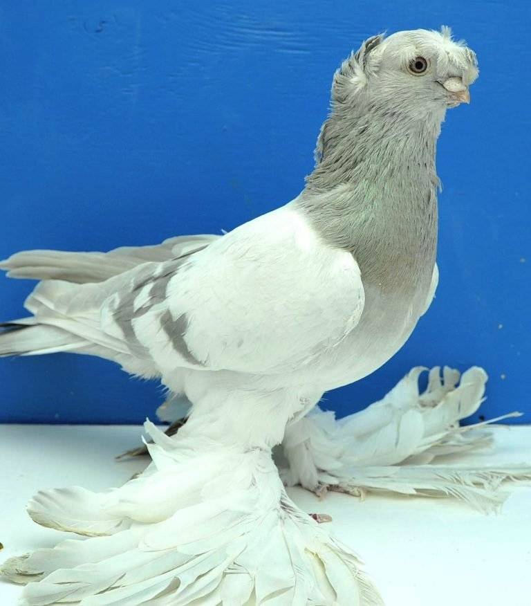 Узбекские двухчубые голуби: описание, характеристика, фото