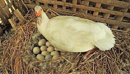 Что нужно сделать, чтобы домашние утки начали нести яйца?