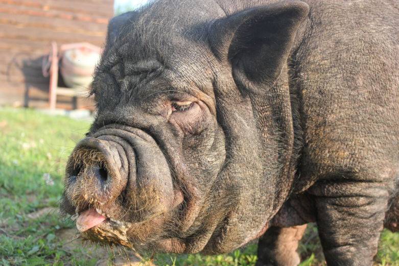 Самая большая свинья в мире: предмет гордости и домашний любимец