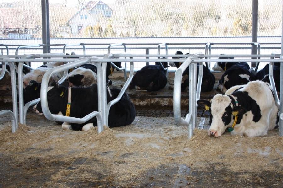 Системы и способы содержания молочного скота в летний и зимний периоды