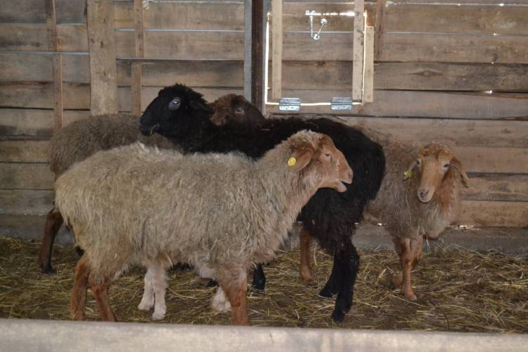 Разведение овец как бизнес для начинающего фермера