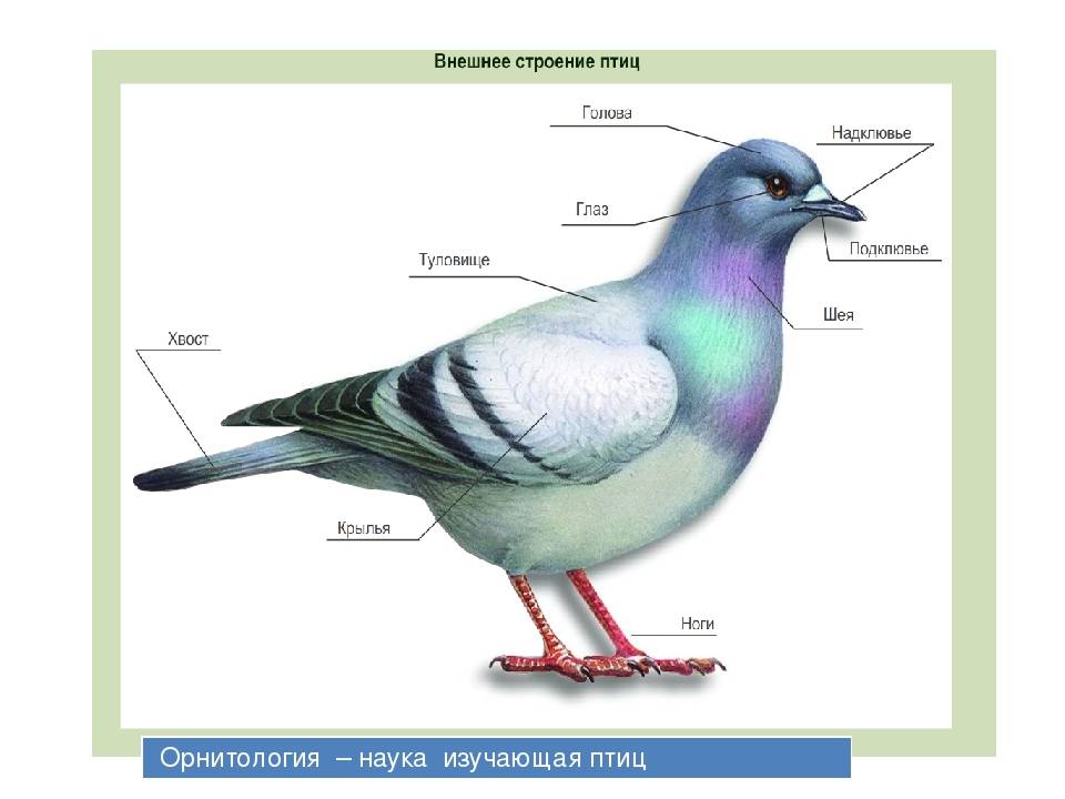 Голубь птица. описание, особенности, виды, образ жизни и среда обитания голубя | живность.ру