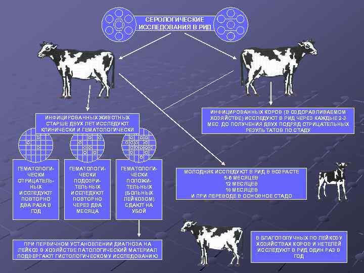 Можно ли пить молоко, если у коровы лейкоз?