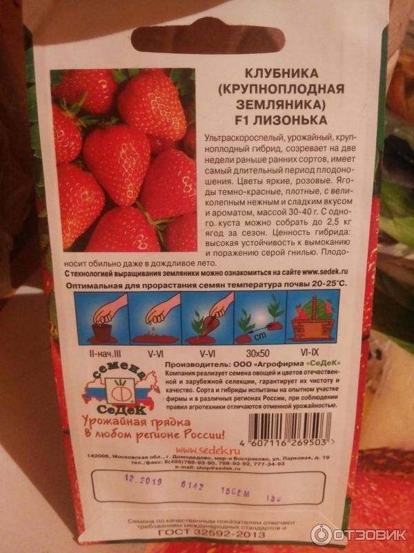 Клубника сорт зефир: сверхранняя ягода для трудолюбивых садоводов