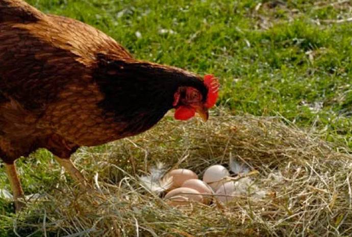 Почему куры клюют яйца и что делать, если куры клюют свои яйца?
