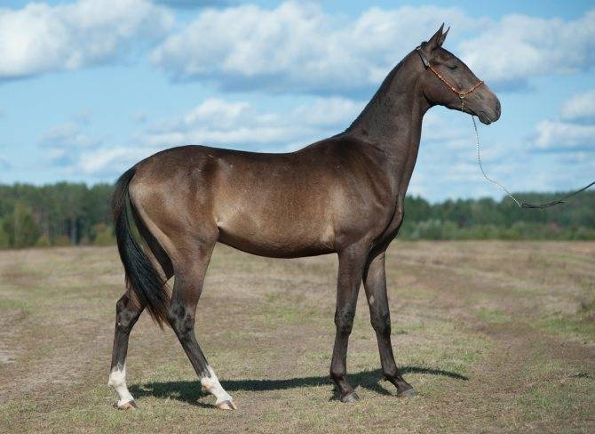 Ахалтекинская лошадь изабелловой масти: редкой, фото и видео, описание, генотип