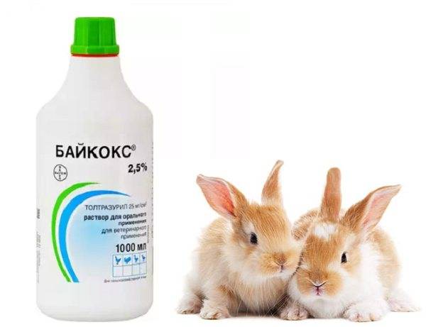 Байкокс для кроликов: описание, инструкция по применению, аналоги