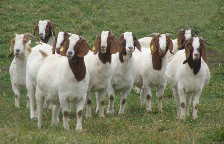 Породы коз: популярные молочные, мясные, шерстные, пуховые, комбинированные, характеристика, показатели продуктивности
