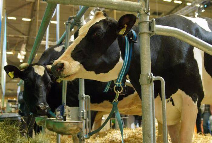 Лактационный период: как и почему корова дает молоко?