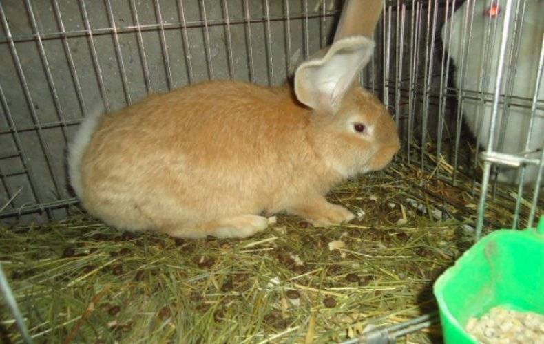 Кролики ризен: описание породы, фото