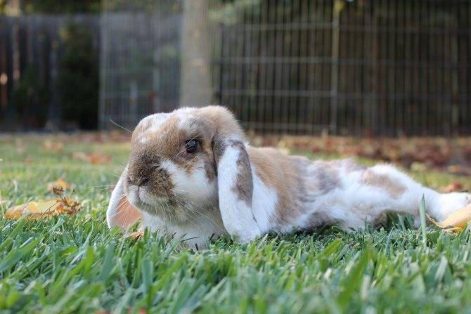 Продолжительность жизни декоративных кроликов - что влияет?