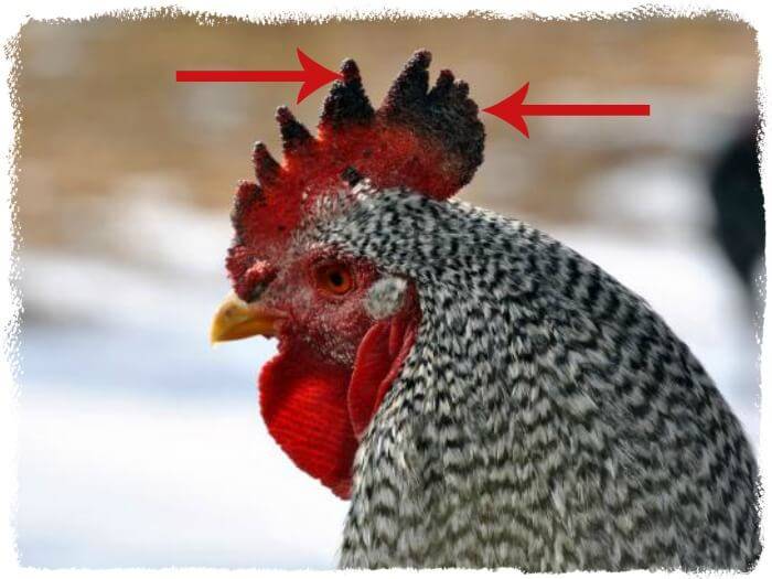Обморожение лап и гребня у курицы – как заметить и вылечить — agroxxi