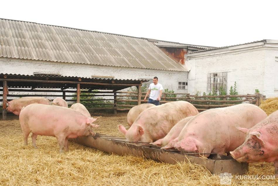 ᐉ свиноводство как бизнес: с чего начать, бизнес-план, рентабельность - zooon.ru
