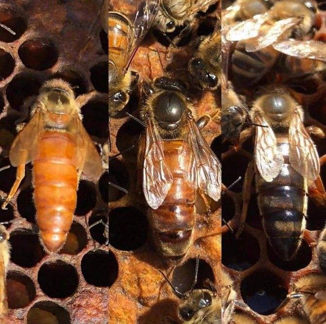 Описание внешнего вида и развития пчелиной матки, роль в улье
